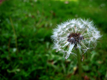 Close-up of flower against blurred background