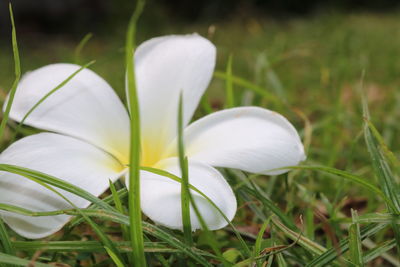 Close-up of white crocus flower