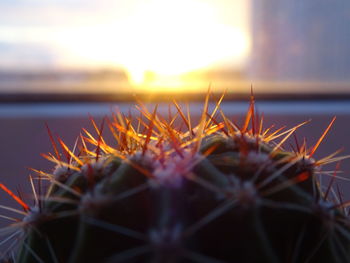 Close-up of cactus plant against sky during sunset