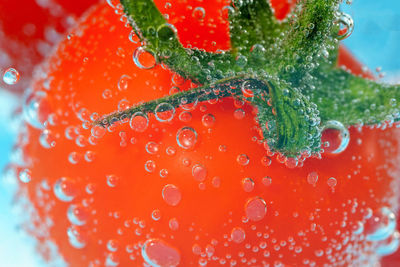 Close-up of wet tomato