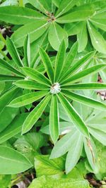 High angle view of insect on plant