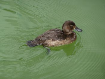 Duck swimming in lake