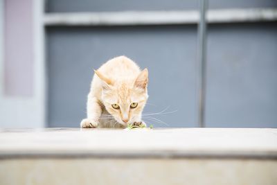 Portrait of cat