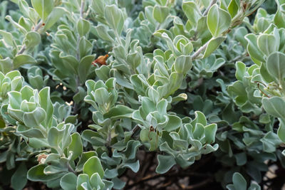 High angle view of flowering plants