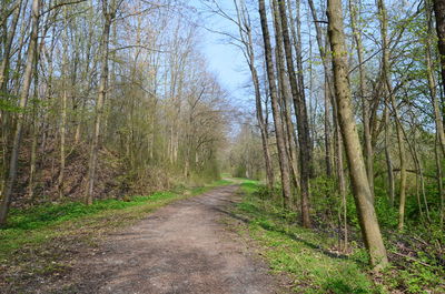 Dirt road amidst trees in forest