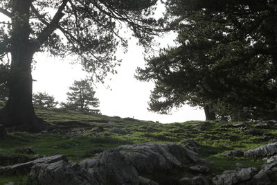 Low angle view of trees against sky