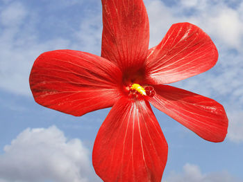 Low angle view of red flower against sky