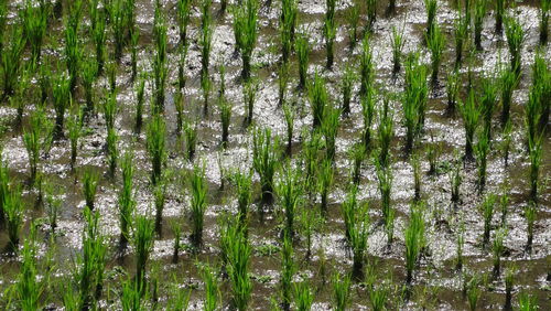 Full frame shot of bamboo trees in forest