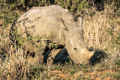 View of an animal on field