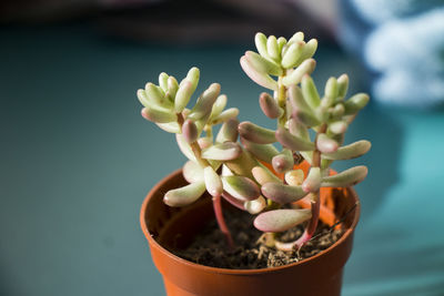Succulent on the window, sunlight and close-up, beautiful succulent