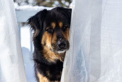 Close-up of dog