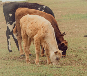 Horse grazing in a field