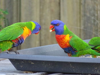 Close-up of parrot perching on railing