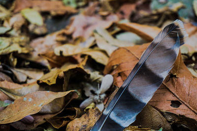 High angle view of dry leaves on metal