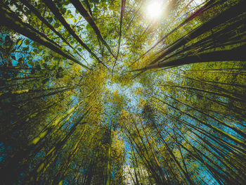 Low angle view of bamboo forest