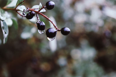 Close-up of berries growing on plant