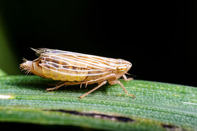 Close-up of butterfly on leaf