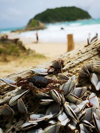 Close-up of shells on beach