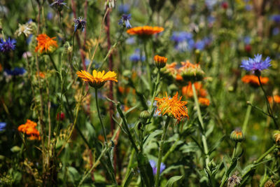 Close-up of purple flowering plants on field