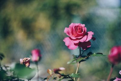 Close-up of pink rose