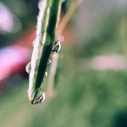 Close-up of water drop on leaf