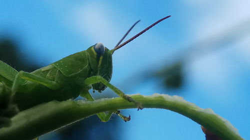 Close-up of insect on leaf