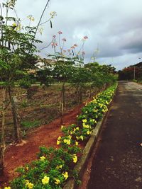 Plants growing in farm against sky