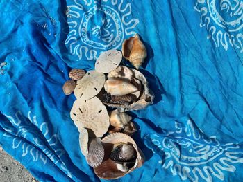 High angle view of seashells on bed