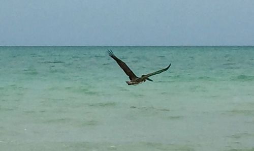 Seagull flying over sea