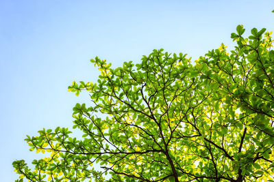 Low angle view of tree against blue sky