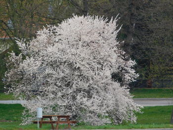 Plants growing in park