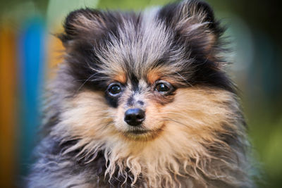 Pomeranian spitz puppy in garden, close up face portrait. cute pomeranian dog on walk. spitz pom dog