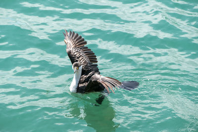 Duck swimming in lake