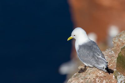 Kittiwake on a cliff on the island of the island helgoland in germany