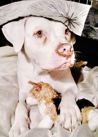 Dog lying with stuffed toy on bed at home