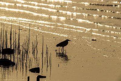 Birds on beach