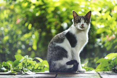 Cat sitting by plants