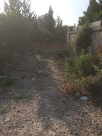 Footpath amidst trees and buildings against sky