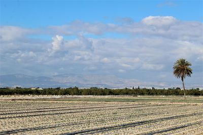 Scenic view of agricultural field against sky