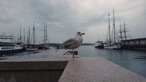 Seagull perching on retaining wall by sailboats at harbor against cloudy sky