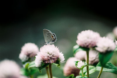 Close-up of butterfly pollinating on flower