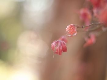 Close-up of pink flowers on branch