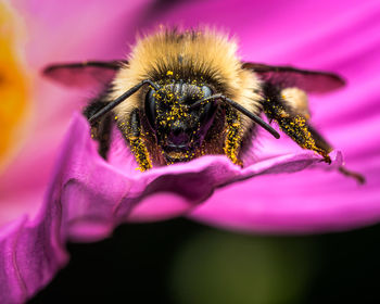 Close-up of bee pollinating on pink flower