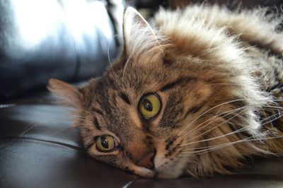 Close-up of cat relaxing on sofa at home