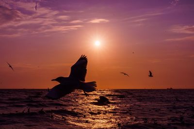 Silhouette birds flying over sea against sky during sunset