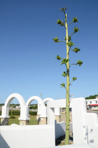 Tree against clear blue sky