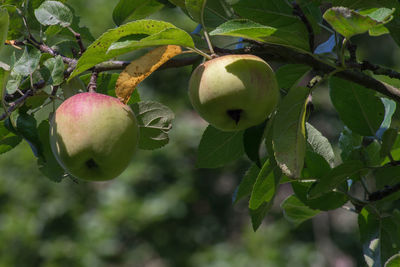 Close-up of apple growing on tree