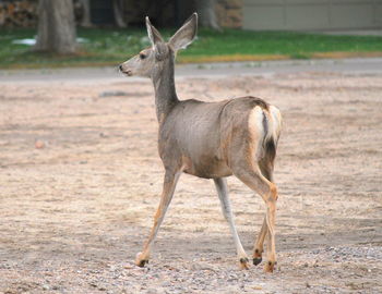 Deer standing on field