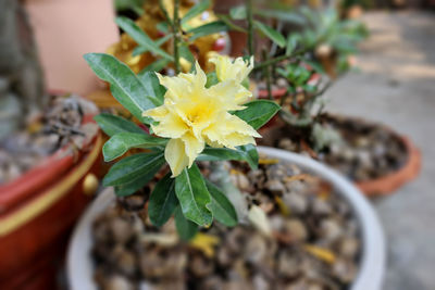 Close-up of potted plant