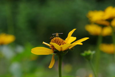 Close-up of insect on yellow flower